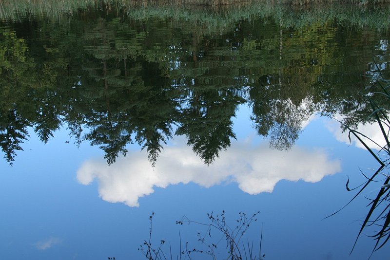 AJ03.JPG - Het is dat er wat rimpeltjes aan de bovekant op het wateroppervlak zitten anders had het bijna geleken als of de foto op z'n kop zat. Ik heb overigens de foto ook even op z'n kop bekeken en dat geeft ook een heel bijzonder effect.