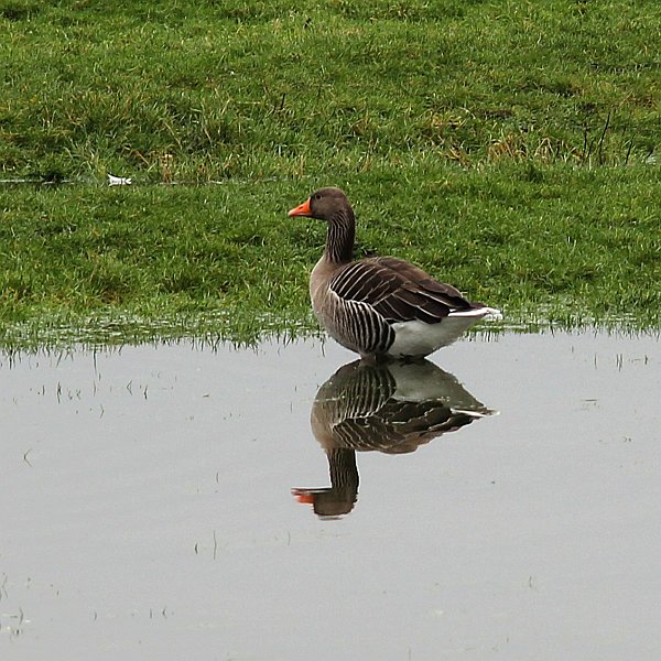 AK01.jpg - Mooi die gans zo met zijn spiegelbeeld. Ook de belichting is goed.