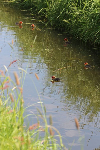 AO02.JPG - Een leuk Nederlands polder beeld. Een slootje met jonge Meerkoetjes. Goed belicht.