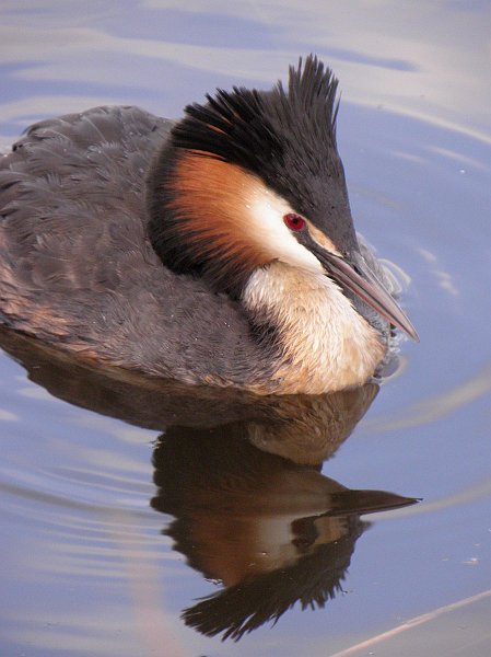 AR02.jpg - Mooi die Gewone fuut. Goed belicht. Van mij had de vogel wel helemaal in beeld mogen zijn.