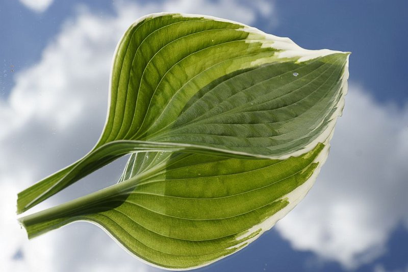 AT01.JPG - Dit blad op een spiegel met ook de lucht er in weerspiegeld is heel mooi. Ook een hele goede belichting.