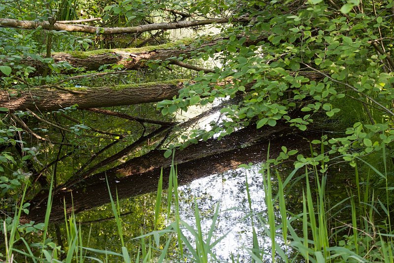 AU01.jpg - Leuk beeld zo al die om gevallen bomen over het water. Ook ghoed belicht.