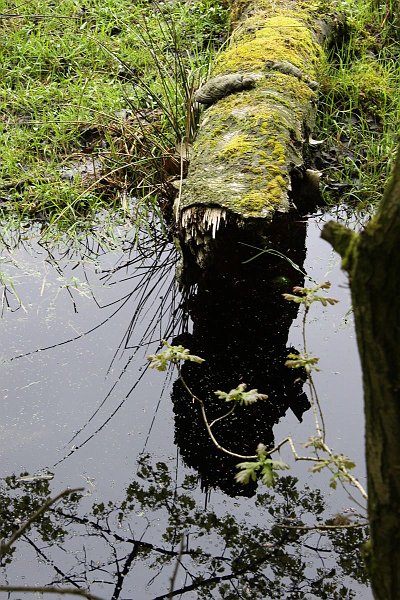 AU03.JPG - Weer een heel apart spiegelbeeld zo. Goed belicht.