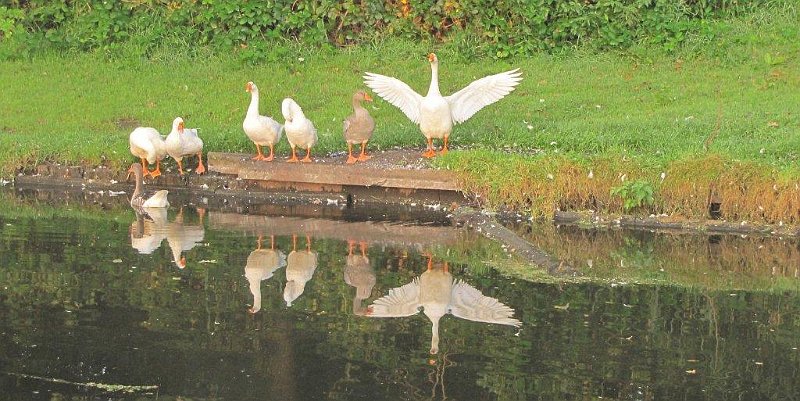 AV03.jpg - Leuk dat rijtje ganzen weerspiegeld in het water.