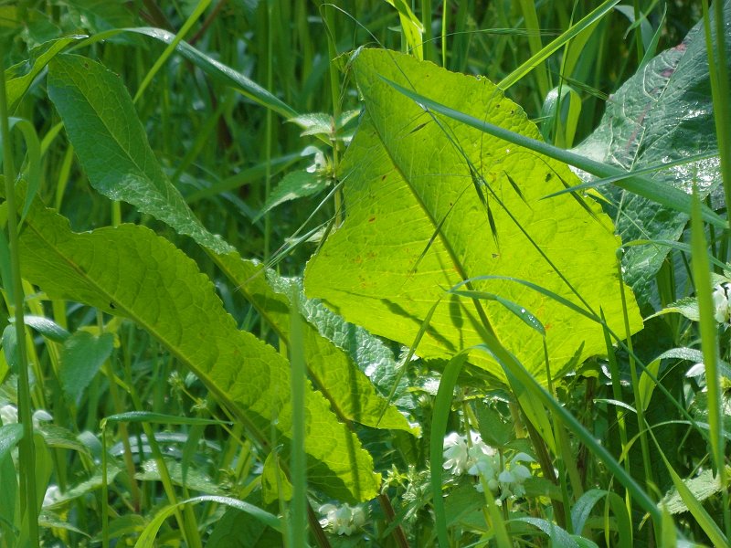 AB02.JPG - Ondanks het vele groen springen die grote bladeren door het zonlicht er toch uit.