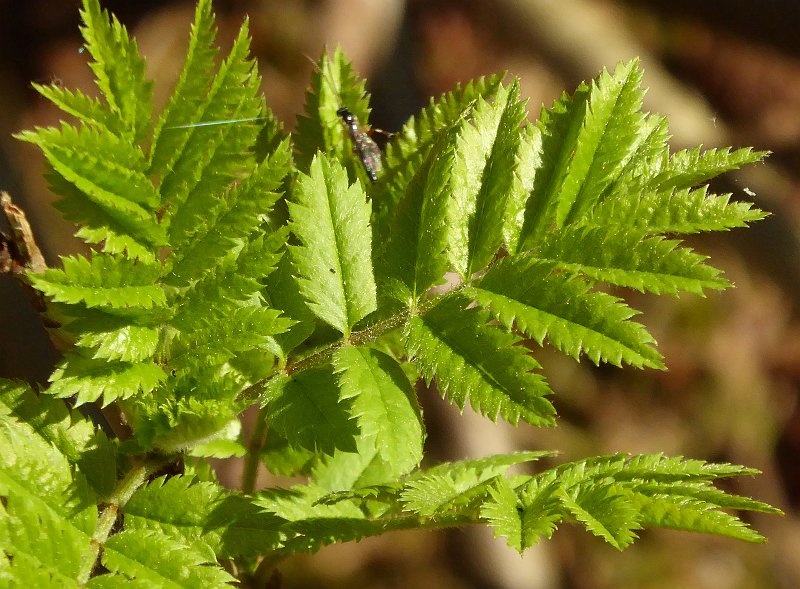 AC01.jpg - Het blad springt er prachtig uit tegen de bruine achtergrond. Alleen zou ik hier er voor hebben gekozen om de foto te maken zonder het onscherpe sluipwespje. Want dat vind ik nu net storend in het beeld.