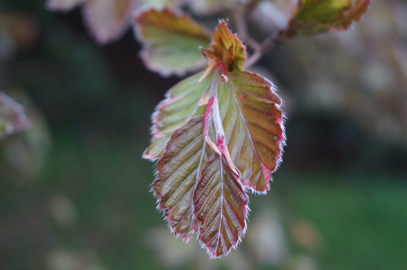 AD03.JPG - Door de onscherpe achtergrond springt het er echt uit en dan die net scherpe blaadjes met de haartjes langs de rand geven het nog iets extra's.