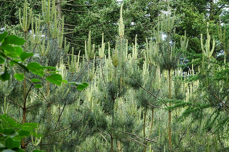 AE03.JPG - Het contrast van al die verschillende tinten groen geeft deze foto net iets extra's.