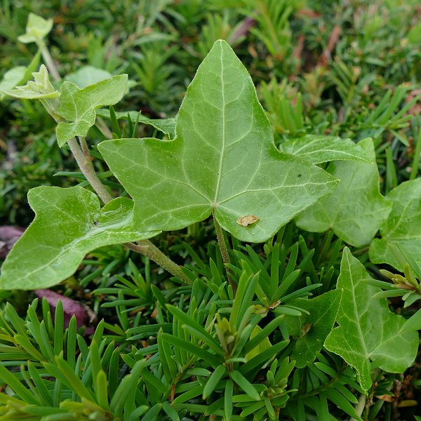 AF03.JPG - Het verschil in groen van de blaadjes en de naalden (ook blaadjes) geeft deze foto net nog iets extra's.