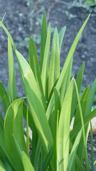 AG03.jpg - Door de donkere achtergrond springen deze balderen er net nog wat meer uit.