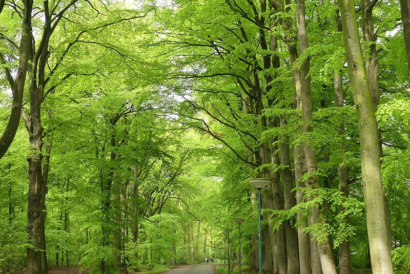 AH02.JPG - Het lichte voorjaarsgroen van al deze beuken geeft zo'n voorjaars gevoel.