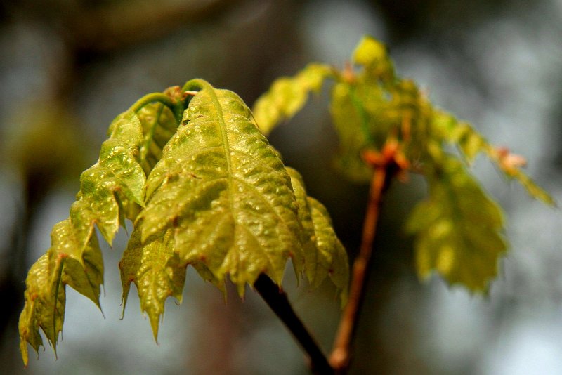 AI01.jpg - Door iets meer op de voorkant van het blad scherp te stellen had de foto nog iets mooier geworden. Het contrast met het onscherpe blad groepje op de achtergrond had er dan nog beter uit gekomen.