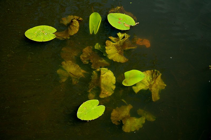 AI02.jpg - Dat knalgroene van die waterlelie bladeren die al aan het wateroppervlak liggen springt er hier uit.