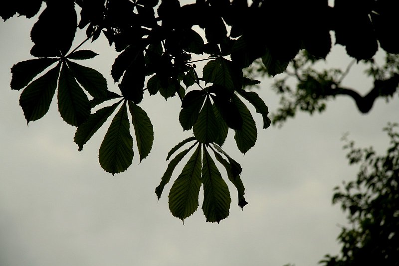 AI03.jpg - Deze foto had met een belichtingscorrectie van + 0.5 ongeveer net iets groener (en naar mijn smaak) dan ook net iets mooier geworden.