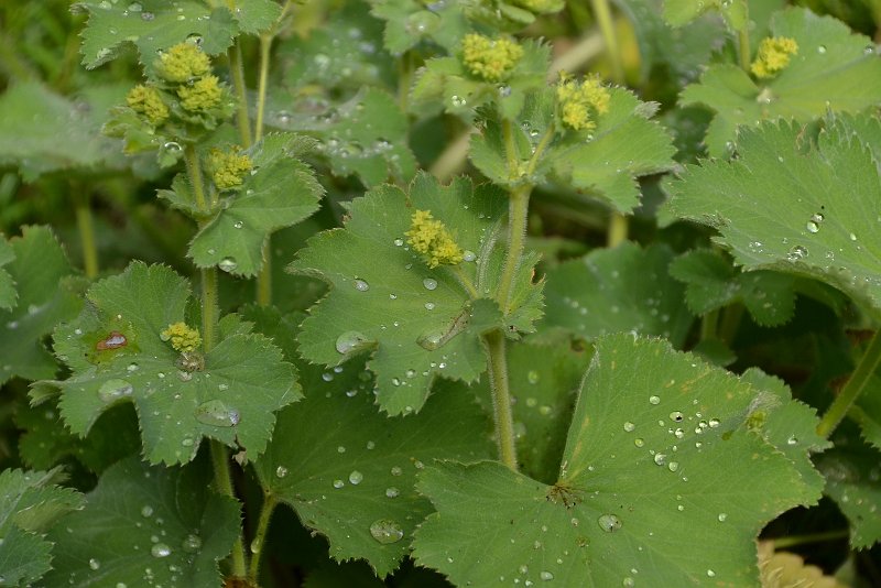 AJ03.JPG - Veel of weinig bladeren ze blijven mooi.