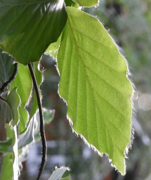 AK01.JPG - Een blad met tegenlicht vooral als er wat haartjes op zitten is extra mooi.