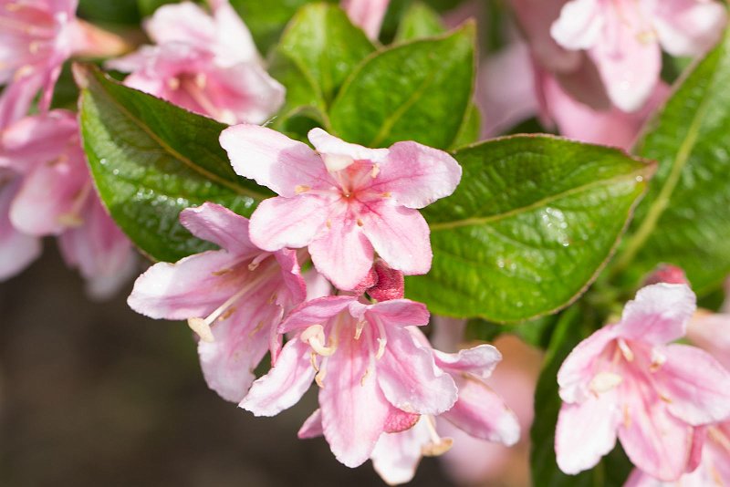 AM03.jpg - Het enorme contrast tussen die roze bloemen en het groen van de blaadjes..