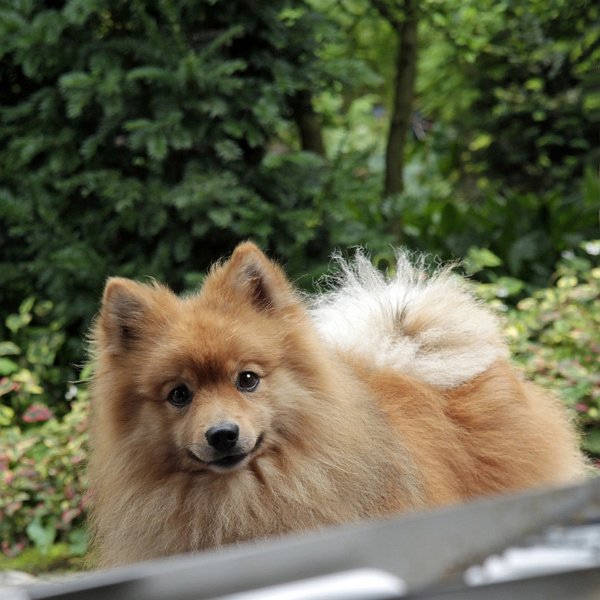 AL01.jpg - Jammer van het stukje onscherpe voorgrond maar bij het fotograferen van dieren moet je dat soms voor lief nemen omdat ze zich meestal niet laten zeggen wat ze wel of niet moeten doen.