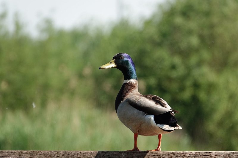 AN03.JPG - Ook hier weer een gedeeltelijk wat donkerder kop van de eend, maar corrigeren heeft hier geen zin. Je kan hooguit een poosje blijven wachten en ontspannen op het moment dat je in je zoeker of op het display ziet dat de kop zo veel mogelijk helder is.