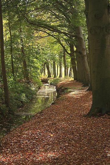 AA01.jpg - Mooi herfstlandschap. Ik had alleen de beek/sloot links onderin de hoek laten beginnen. Dan had er ook wat minder van de nogal "kale" voorgrond in beeld geweest.