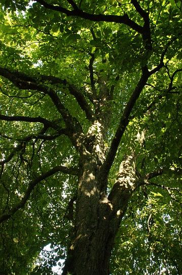 AB01.jpg - Een hele mooie boom maar voor herfstsfeer zit hij nog wel erg in de groene blaadjes. Goede belichting trouwens.