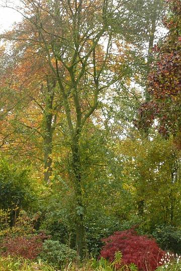 AC01.jpg - Mooie bonte verzameling herfstkleuren. Jammer dat de zon niet scheen. Dan waren de kleuren er nog sprankelender uitgekomen.