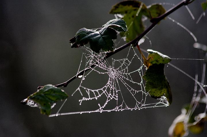 AE01.jpg - Jammer van de naar mijn smaak net iets te kleine scherptediepte. Door iets haakser op het spinnenweb te gaan staan met je camera had het hele spinnenweb goed scherp geweest. Belichting is overigens perfect. Door het tegenlicht springen de dauwdruppels echt er uit.