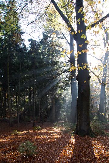 AE02.jpg - Nevel en zonnestralen van achter een boom. Alle ingredienten voor een goede herfstsfeer. De exifinformatie geeft het niet aan, maar gebruik in dit soort situatie's liefst de stand bewolkt. Dan komen de kleuren van het gelere ochtendlicht beter uit.