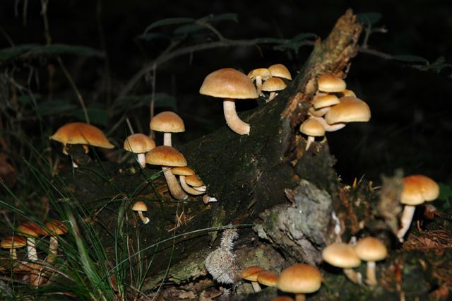 AF01.JPG - Flitsen geeft altijd een donkere achtergrond, maar de groep paddenstoelen springt er nu wel extra goed uit.