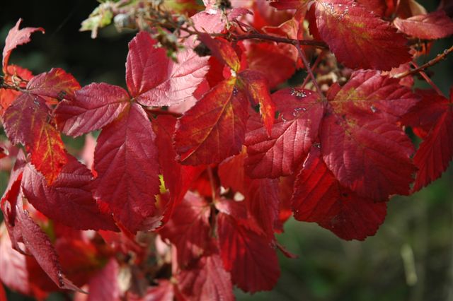 AF03.JPG - Heel mooi belicht die rood verkeurde Braam bladeren.