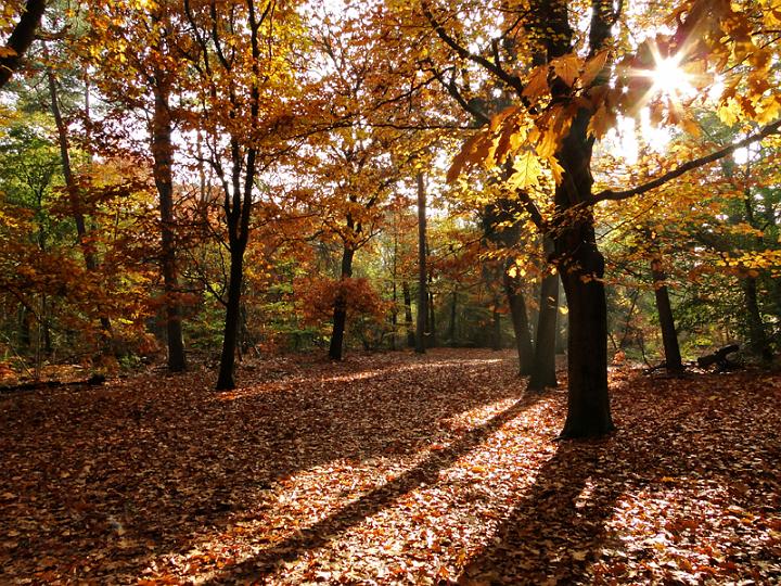 AG02.jpg - Hele mooie herfstsfeer foto. Probeer een volgende keer ook eens of je met een staande uitsnede meer had kunnen doen met het rechtse deel van deze foto. Omdat daar de voorgrond wat extra's heeft dankzij de schaduw op de grond.