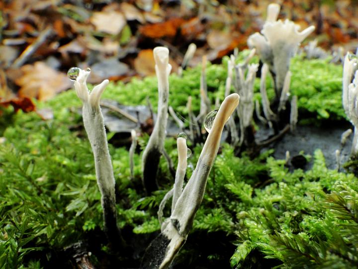 AG03.jpg - Mooie groep Geweizwammetjes. Vooral de druppels geven wat extra's. Daarom zou ik denk ik hebben geprobeerd om het kleine groepje waar die druppels op zitten vanuit en andere hoek te fotograferen zodat er niet zoveel onscherpe Geweizwammetjes op de achtergrond zichtbaar zouden zijn.