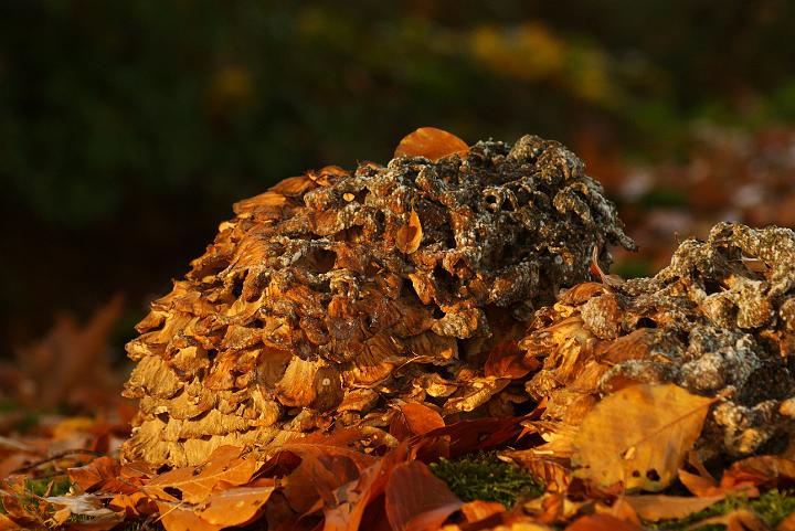 AI01.JPG - Een mooie en overigens ook wat minder algemene paddenstoel deze Eikhaas. Ook hier heel mooi het rodere licht van de late zon.