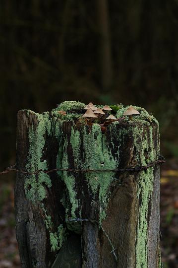 AI03.JPG - Heel mooi deze paal met paddenstoelen.