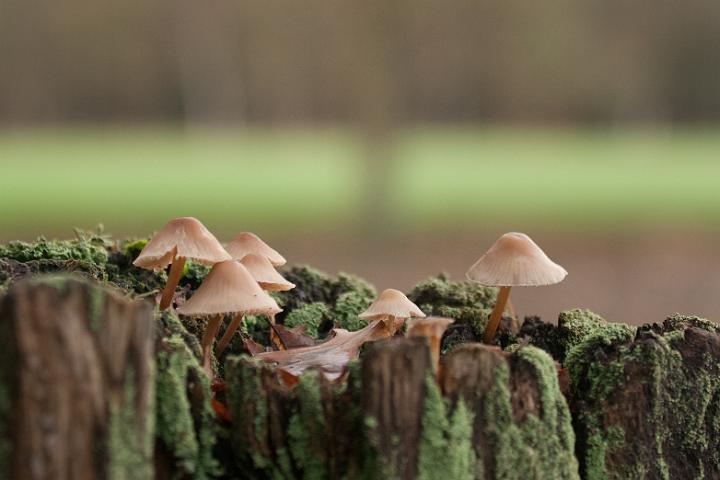 AJ03.jpg - De scherpte van dit groepje is beter. Alleen vind ik hier de achtergrond ondanks dat hij flink wazig is net wat drukker dan bij de vorige foto.