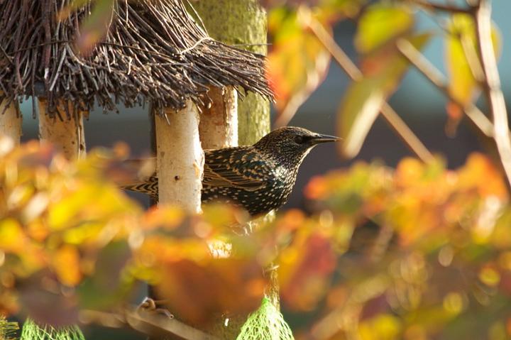 AN02.jpg - Ook in je eigen tuin kun je vaak hele mooie herfstsfeer plaatjes maken.