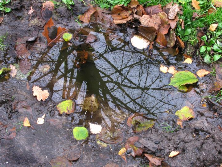 AO03.jpg - Deze vind ik wel heel mooi gezien en vastgelegd. De reflectie van de boom in de plas met alle bladeren er omheen.