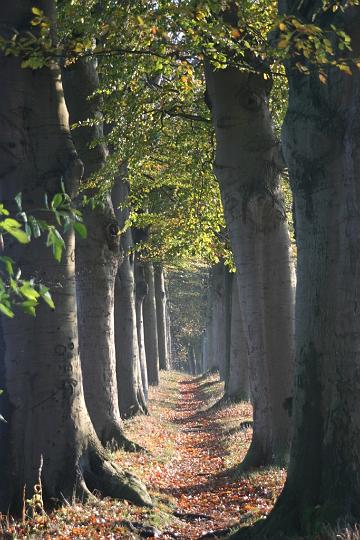 AP01.jpg - Mooi pad met die enorme beuken er langs. Door het tegenlicht ontstaat er iets van blauwzweem in de opname.