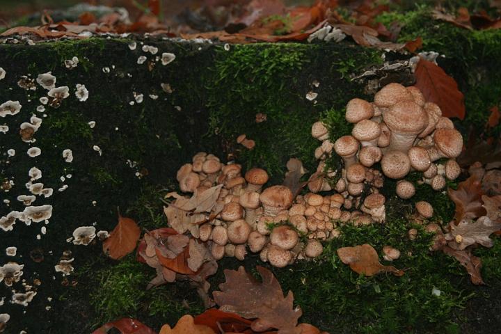 AP02.jpg - Bij deze groep paddenstoelen had ik alleen de bruine (Honigzwammen) in beeld genomen. En had aan de linkerkant van die groep de bladeren even er van afgehaald.