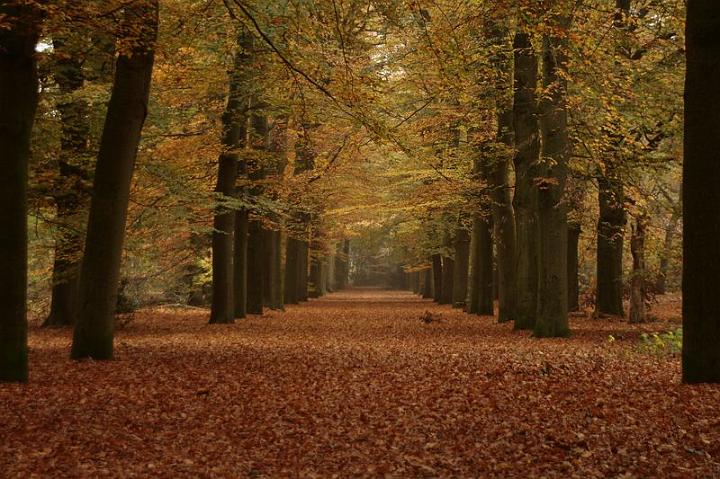 AQ03.JPG - Mooi herfstbos. Ik had alleen links en rechts de boom onderaan de foto laten beginnen. Dan hadden die 2 stammen voor een mooie natuurlijke rand gezorgd.