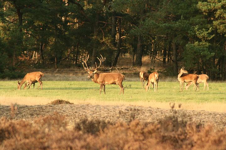 AR01.JPG - Ook dit is onosmakelijk met de herfst verbonden. De bronst van de Edelherten.