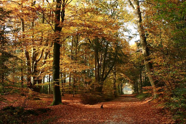 AR03.JPG - Hele mooi bos in herfstsfeer.