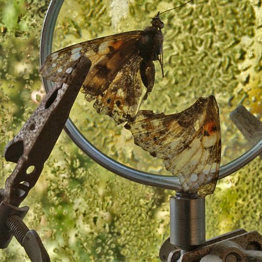 AS01.jpg - Een mooie sfeer foto. Probeer ook eens om in dit geval de resten van de Distelvlinder eens vanaf de andere kant (door het vergrootglas heen) te fotograferen. Dit geeft een totaal ander resultaat. De achtergrond is overigens ook heel mooi gekozen.