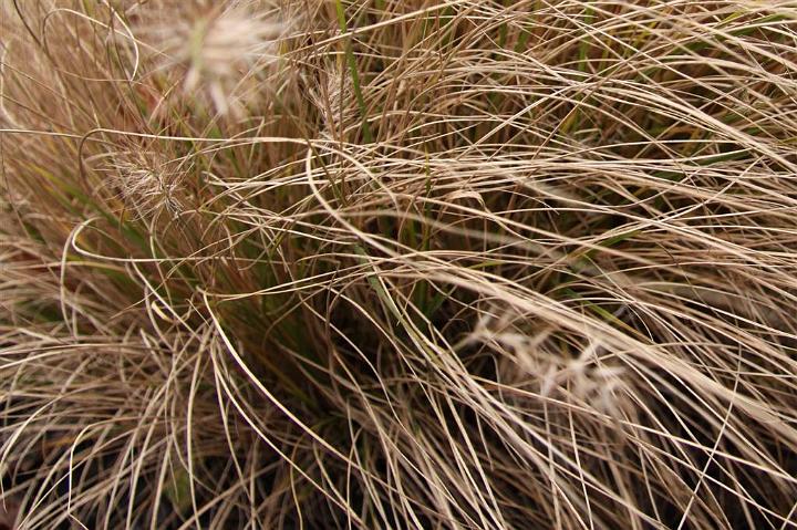 AW02.jpg - Mooi qua kleur en belichting. Ik vind het alleen wel druk door wat teveel gras in beeld.