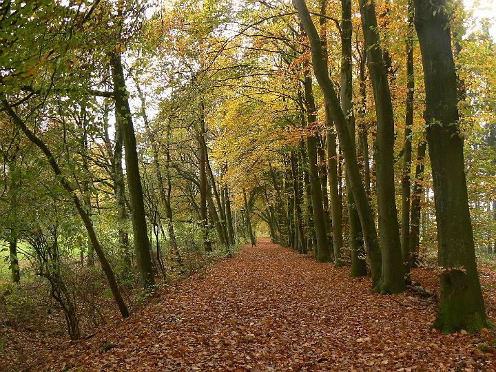 AX02.JPG - Mooi herfstsfeer bospad. Ik denk alleen dat de foto nog iets mooier zou zijn geworden met een staande uitsnede.