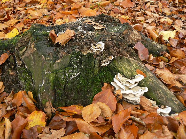 AX03.JPG - Herfstachtiger kun je een boomstronk haast niet fotograferen.