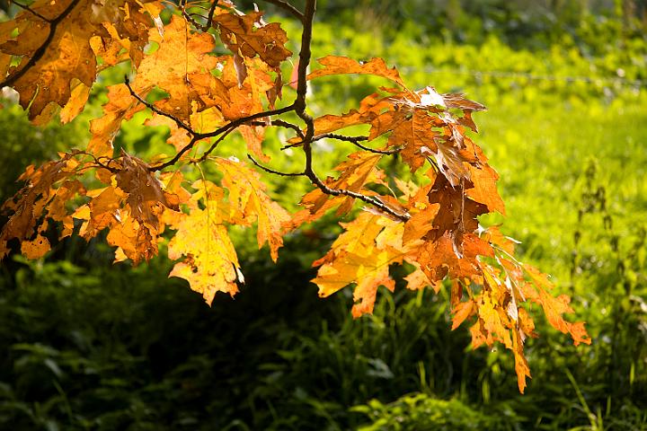 BB01.jpg - Herfst bladeren zijn mooi. Zeker met tegenlicht. Hier zouden ze met een ander camera standpunt (namelijk zo dat de achtergrond donkerder wordt) nog betertot hun recht komen. De foto zou dus vanuit een hogere positie moeten worden genomen zodat de schaduwkant van de greppel de achtergrond wordt.