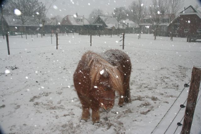 AH01.JPG - Door de flits zijn hier de sneeuwvlokken extra duidelijk aanwezig.