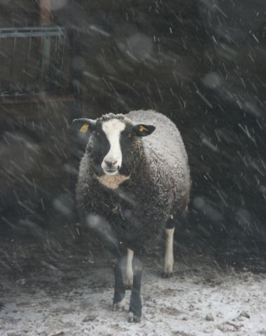 AH02.jpg - Doiordat hier de flits niet is gebruikt, zijn de sneeuwvlokken alleen als bewogen strepen zichtbaar.