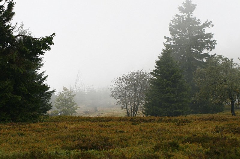 AK01.jpg - Mooi ook hier weer die diepte in de foto door het steeds waziger worden van het beeld door de mist. Wat de beelduitsnede betreft, had het misschien nog iets mooier geworden als aan de rechterkant de boom ook aan de zijkant van de foto zou hebben gestaan.